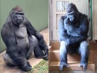 顏值不輸帥老爸！日本超MAN「猩二代」迷倒1800多萬人