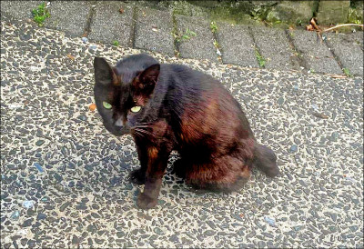 猴硐貓村 4貓遭噴辣椒水引眾怒