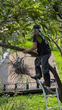 畫面曝光！工人修剪樹枝鳥巢搖搖欲墜 黑冠麻鷺悲鳴炸毛