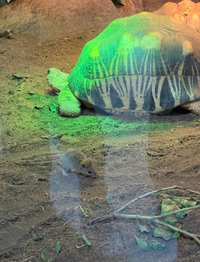 台北驚爆「安鼠之亂」！鼠軍入侵動物園  各區目擊情報連發......