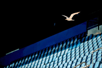 中英對照讀新聞》Nearly an own gull! CPR performed on bird at Turkey football match差點成了「烏龍鳥」！土耳其足球賽場上為鳥施行心肺復甦術