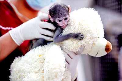 中英對照讀新聞》Rejected by mom, baby monkey finds comfort in stuffed dog 遭生母遺棄 小猴子從絨毛狗玩偶找慰藉
