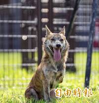 流浪三腳「斑斑」身世坎坷！一個眼神讓賴清德感動帶牠回家