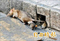 蔣市府狂投老鼠藥！台灣猛禽研究會警告：恐培養出「超級老鼠」
