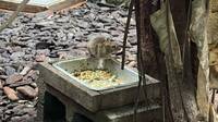 動物園也淪陷！律師直擊老鼠闖穿山甲館搶食 網驚：台北變老鼠城
