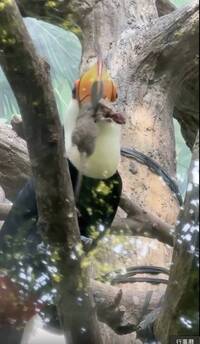 大巨嘴鳥「叼著老鼠狂甩」畫面曝 台北市立動物園回應了