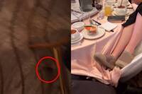 老鼠亂竄婚宴會館！大直典華道歉：已全面消毒