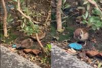 心碎！麻雀家族啄食老鼠藥 羅浚晅：北市生態浩劫開始了