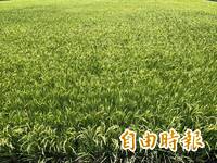 水情緊張！嘉南大圳一期稻作灌溉採「供9停5」因應