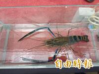 潮州「賽神蝦」首位三料冠軍出爐 402克泰國蝦王破紀錄