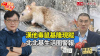 自由觀點》漢他毒鼠基隆現蹤 北北基生活圈警報