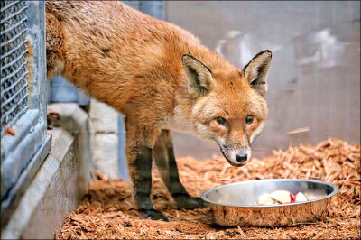 中英對照讀新聞》A red fox stows away on a cargo ship, traveling from England to US一隻紅狐狸搭貨輪從英國偷渡到美國