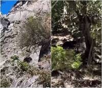 影片曝光！登山疑遇台灣黑熊母子遭追趕 玉管處發文示警