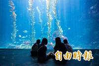 海生館「海岸共聲」6/6登場！ 夜宿限時「4人同行1人免費」