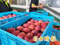 甜度19.3！屏東愛文芒果驚艷歐洲人 登法國最大批發市場