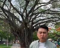 屏東千禧公園老榕樹生病了縣議員關心 市公所請樹醫師診治