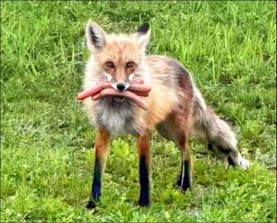 中英對照讀新聞》This fox stole a bunch of hot dogs. A cop caught it in the act. 這隻狐狸偷了一堆熱狗，遭警察逮個正著