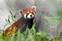上海小貓熊抵達台北動物園 入住檢疫套房適應良好