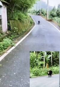 南投鹿谷大山豬狂追單車騎士 英雄出手相救「猛獸變萌寵」