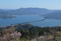 驚！黑熊泳渡「日本三景」天橋立 警方監控6小時後開槍
