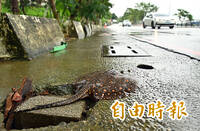 獨家》「罕見」！豪雨過後大量「魟魚」 被沖到路面蠕動掙扎求生