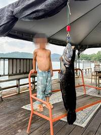 日月潭「惡霸」大魚虎落網！ 15台斤快跟小一男同高