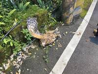 罕見保育類貓頭鷹「黃魚鴞」坪林山區觸電枉死 保育團體痛心