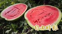 夏日消暑新招？ Threads瘋傳冷凍西瓜+冰牛奶「神仙吃法」