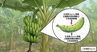 小朋友最愛問「香蕉為什麼是彎的？」 台灣香蕉研究所解答