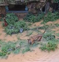 竹市大雨到處淹水 落湯虎險泡水裡！動物園解釋：正常