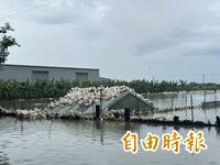 仔豬、鴨群泡水逃屋頂！屏東大雨「三牲」全受災 恐遲發性死亡