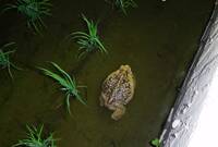 世界百大入侵種「海蟾蜍」 草屯從近3.6萬到今年剩30隻