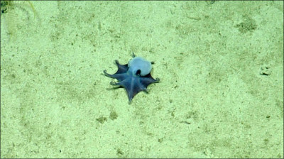 中英對照讀新聞》New blue octopus species discovered near Galapagos Islands 加拉巴戈斯群島附近發現藍色章魚新物種