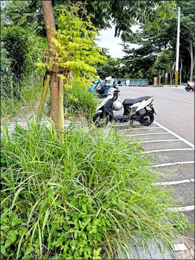 曾經湧人潮 竹市青青草原變荒涼