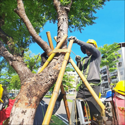 高市加強水溝排淤 路樹加固