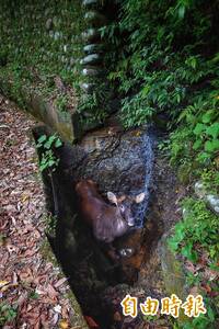 水鹿受困北市郊區排水溝  鹿茸疑遭割取