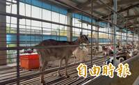 戴奧辛羊飼主疑冒名開健康聲明書 雲農畜牧場喊冤「無妄之災」