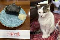 住宿包場獲店貓「臭臉招待」 550萬人笑翻︰根本被迫營業！