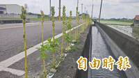 這樣也能種！彰化溪州路邊縫隙 奇葩冒出百米長「芝麻街」
