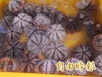 澎湖打造海陸雙品牌2-1》嚴選在地頂級水產 「澎湖優鮮」擦亮黃金招牌