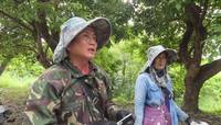 捉綠鬣蜥賺近百萬元禮券 屏東最強獵人是夫妻檔