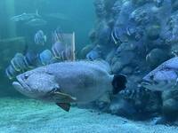 父親節傳來不幸消息 澎湖水族館水族明星「疤哥」走了