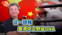 自由觀點》 從一頭豬 看清中企野蠻DNA