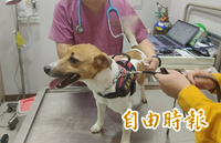 曾在花蓮強震立功！搜救犬Wilson驚爆遭踹頭虐死 「花蓮國」下令封口