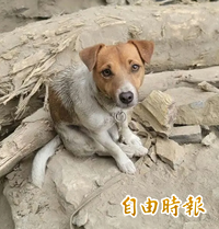 Wilson死亡當天駐地只有領犬員1人？ 消防員發文揭花消局謊言