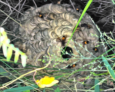 和美選舉看板後 藏籃球大虎頭蜂窩