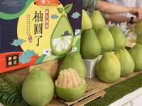 文旦產地價衝破每公斤108元 標準果採收前搶訂一空