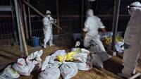 桃園大園爆H5N1禽流感 2500隻珍珠雞全數撲殺