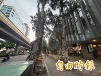 衛星揭台北「樹變少」！ 中研院研究員憂：2年樹冠減13.7公頃