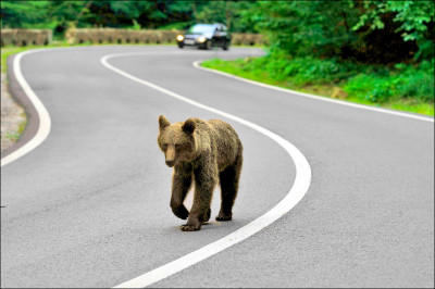中英對照讀新聞》Romania struggles with growing brown bear threat 羅馬尼亞應對日益擴大的棕熊威脅